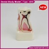 Dental comprehensive disease study model