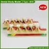 Dental periodontal disease study model