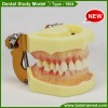 Standard dental study model