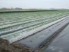 agriculture and gardening Nonwoven (greenhouse floating covering and ground films)