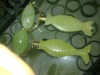 jade massage roller, facial massager with fish carving handle