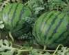 pest control for forest fruit trees