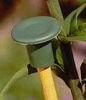 plastic Standard Cane Cap