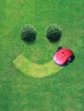 robotic lawn mower